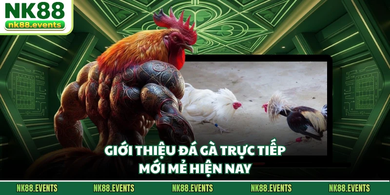 Giới thiệu đá gà trực tiếp mới mẻ hiện nay