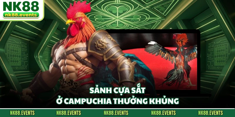 Sảnh cựa sắt ở Campuchia thưởng khủng